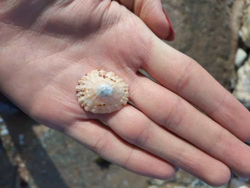 Patella vulgata