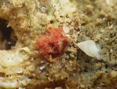 Homotrematidae