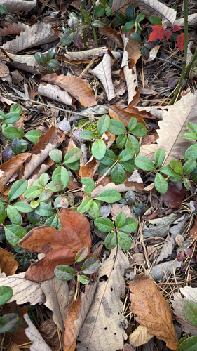 Eastern Teaberry