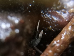 Xylaria carpophila