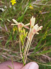 Ixia paniculata, photograph (c) Jared Zachary Herman, some rights reserved (CC BY)
