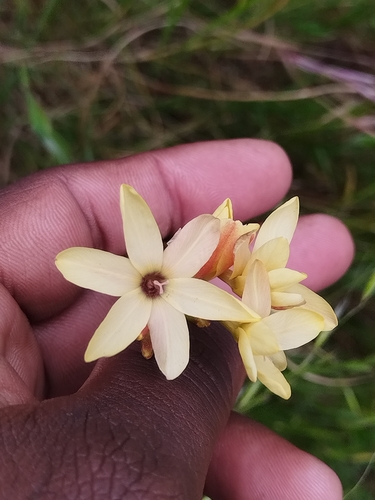 Ixia paniculata, photograph 5