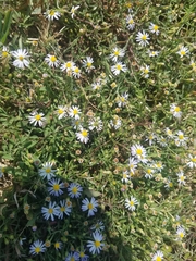 Symphyotrichum divaricatum