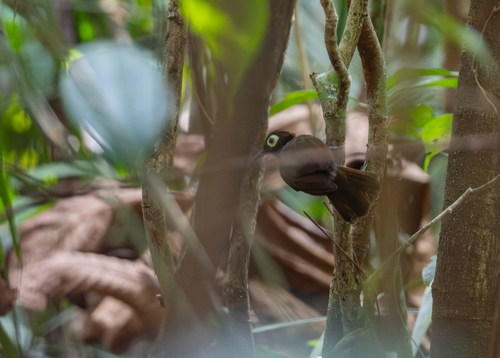 Harlequin Antbird