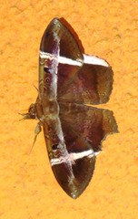 Hemeroblemma mexicana