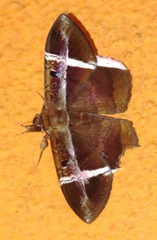 Hemeroblemma mexicana