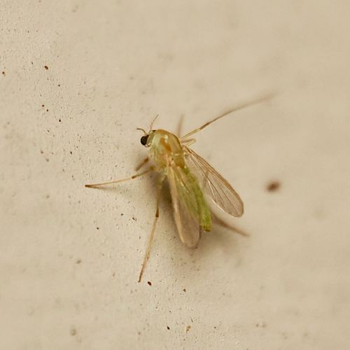 Unknown species found near Robert St, New Orleans, LA, US