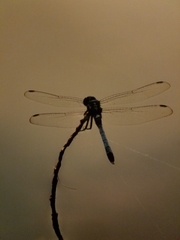 Pachydiplax longipennis