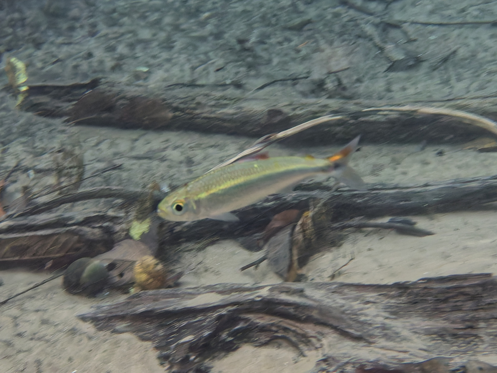 Tail-light tetra (Bryconops melanurus) — Iguanodectidae