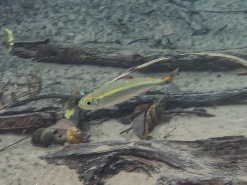 Tail-light tetra (Bryconops melanurus) — Iguanodectidae