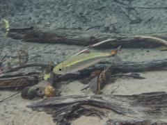 Bryconops melanurus
