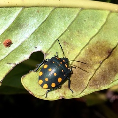 Pachycoris