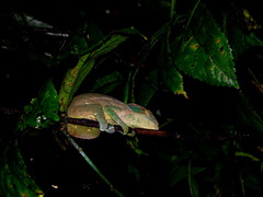 Calumma oshaughnessyi