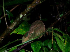 Calumma oshaughnessyi