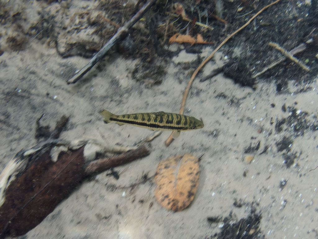 Leporinus octomaculatus