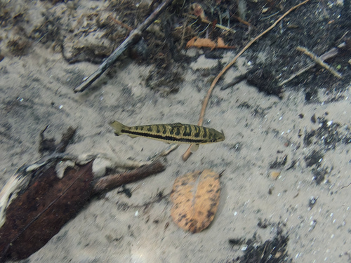 Leporinus octomaculatus