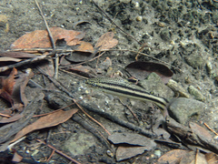 Yellow Rabbit Characin photo 5