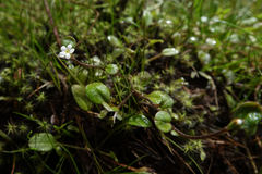Myosotis tenericaulis