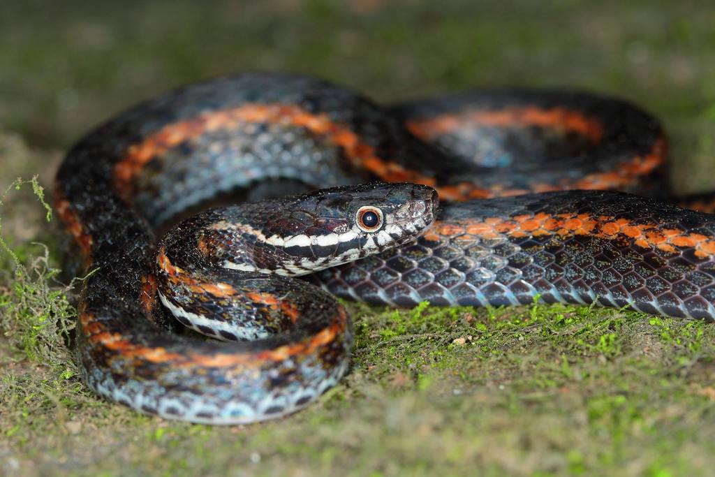 Boulenger's Keelback