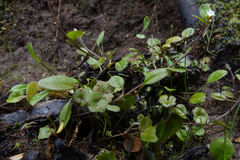 Myosotis tenericaulis