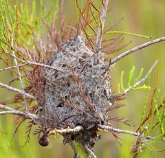 Crematogaster parapilosa