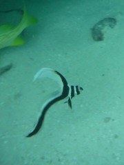 Eques punctatus
