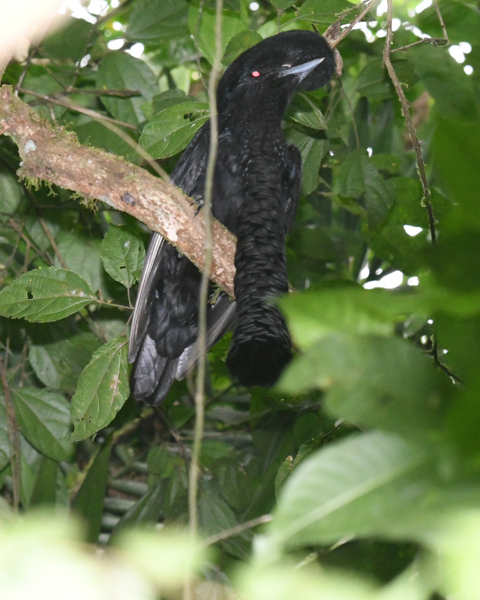 Long-wattled Umbrellabird illustration