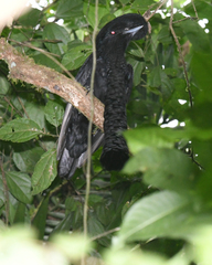 Cephalopterus penduliger