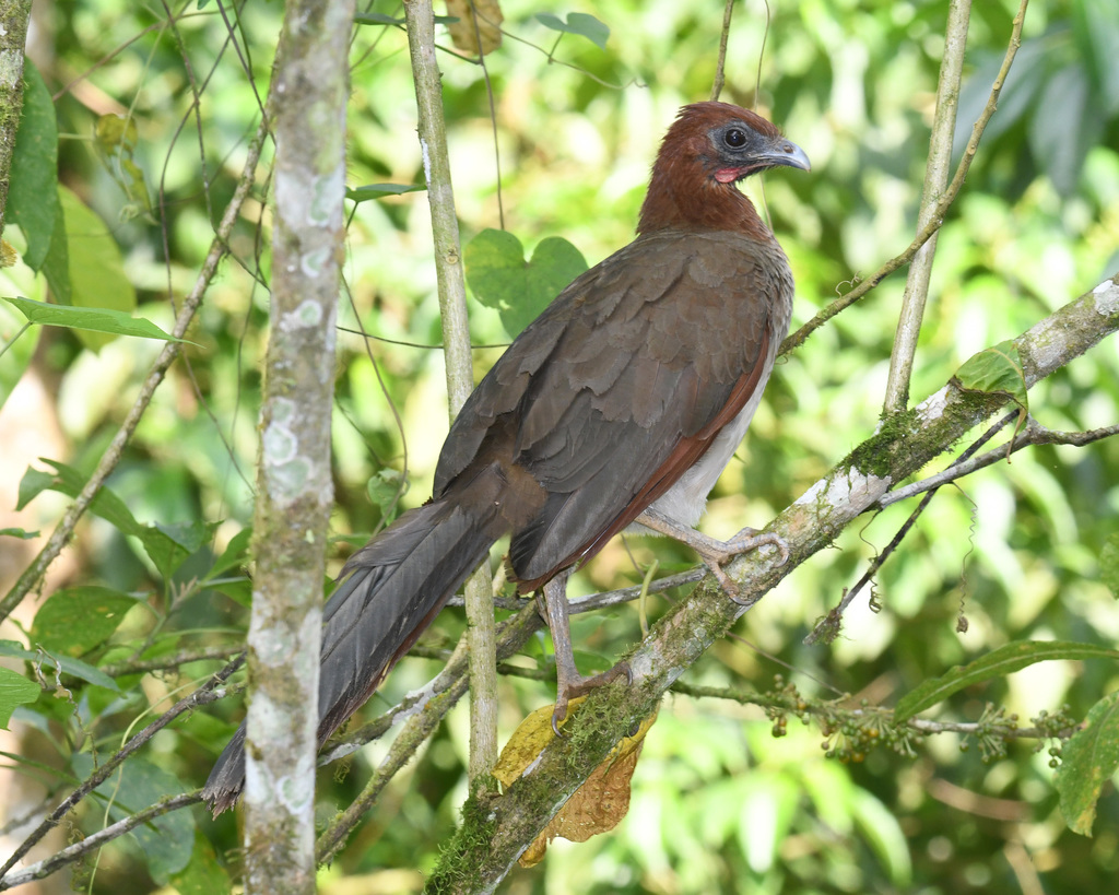 Rufous-headed Chachalaca (Ortalis erythroptera) photo