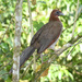 Rufous-headed Chachalaca - Photo (c) Roger Rittmaster, some rights reserved (CC BY-NC), uploaded by Roger Rittmaster