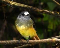 Myiotriccus ornatus