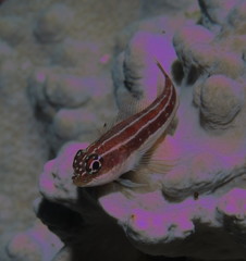 Helcogramma striata