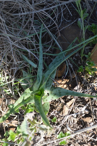 Ledebouria inquinata