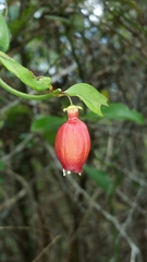 Halleria ligustrifolia image