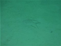 Trachinotus goodei