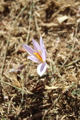 Crocus pallasii, photograph (c) yelena_antipova, some rights reserved (CC BY)