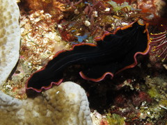 Pseudobiceros gloriosus