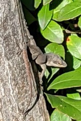 Anolis carolinensis