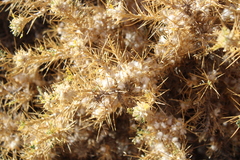 Gum Tragacanth (Astragalus gummifer)