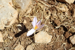 (c) yelena_antipova, some rights reserved (CC BY) Crocus pallasii, photograph (c) yelena_antipova, some rights reserved (CC BY)