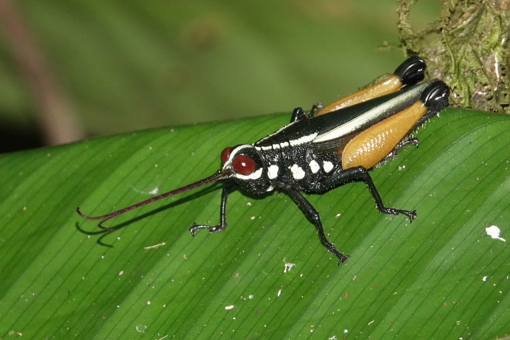 Trybliophorus octomaculatus
