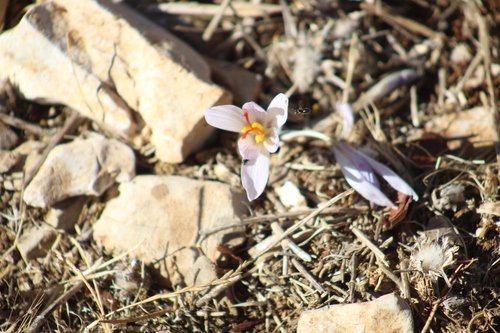 Crocus pallasii, photograph 3