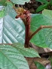 Brazilian Ironwood (Tachigali)