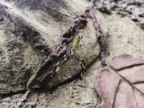 Joro Spider