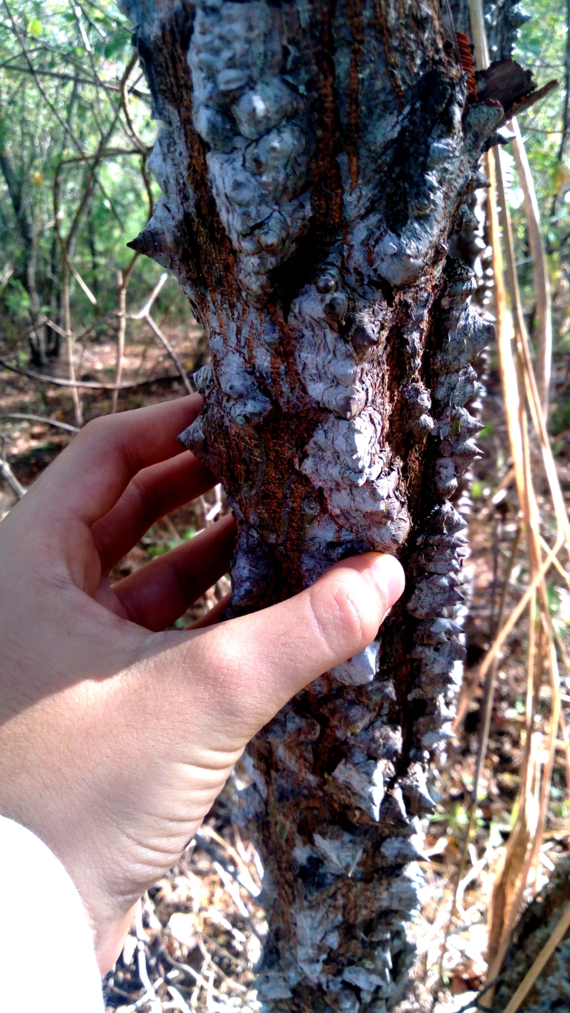 Queen Wood (Anadenanthera macrocarpa)