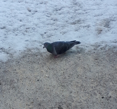 Columba livia domestica