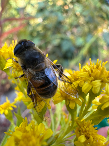 Unknown species found near Dr Paul Dudley White Path, Watertown, MA, US