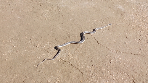 iNaturalist observation photo of Mountain Garter Snake