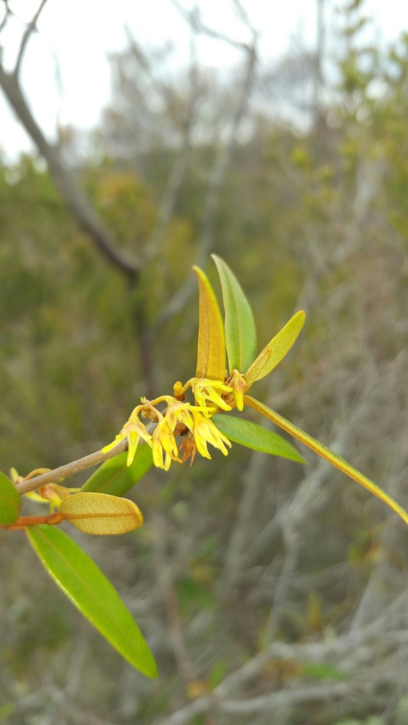 Secamone oleifolia