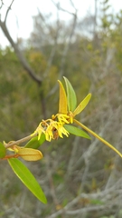 Image of Secamone oleaefolia